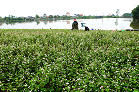 [-]Người[-]đàn[-]ông[-]trồng[-]vườn[-]hoa[-]TAM[-]GIÁC[-]MẠCH[-]giữa[-]Hà[-]Nội